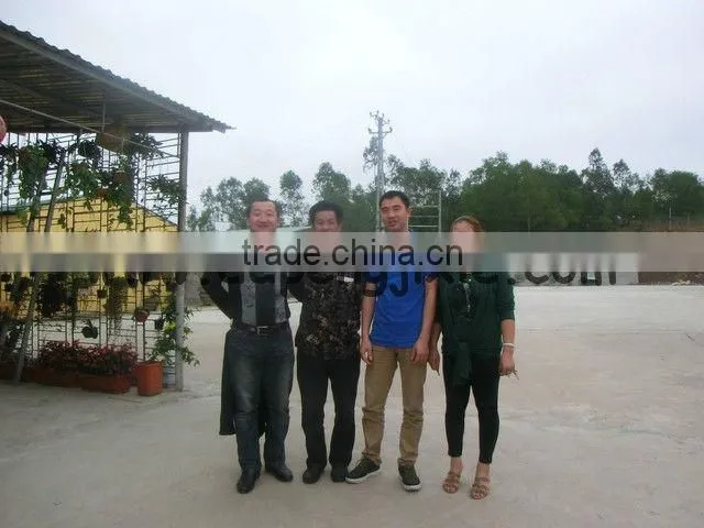 Jinan cheese corn cheetos snacks chips manufacturing extruder line machines for Vietnam