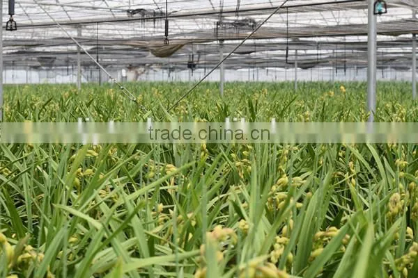 Hot Sale Single Tree Greenhouse