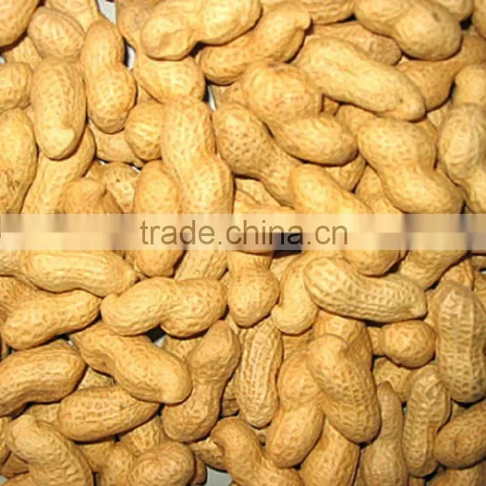 Shandong Roasted peanut in shell
