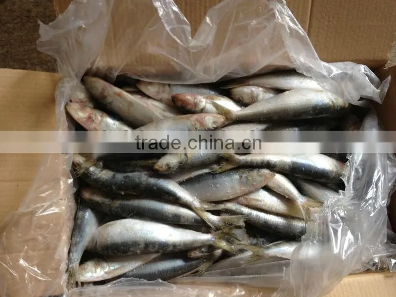 Frozen fish whole round 20-30pcs/kg for canned sardine