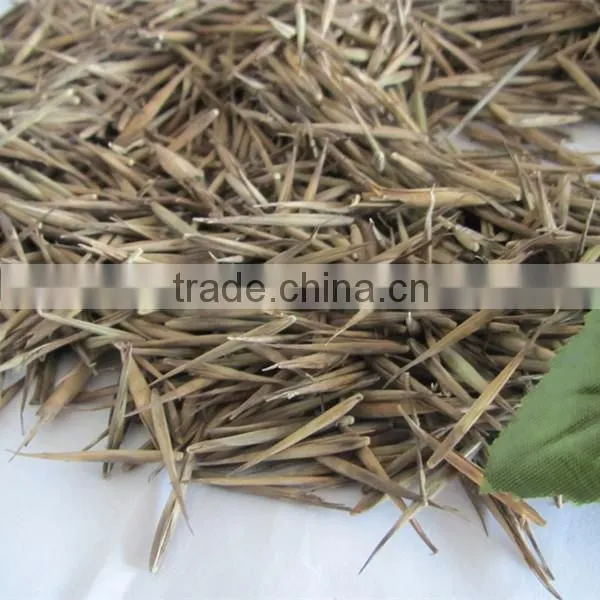 Moso Bamboo Seeds for Sales