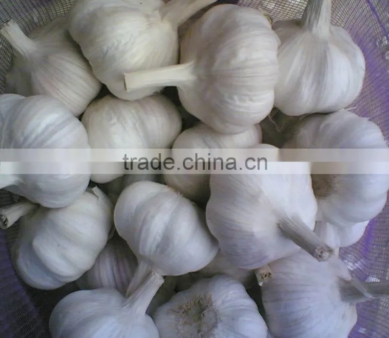 Fresh normal white garlic from cold store