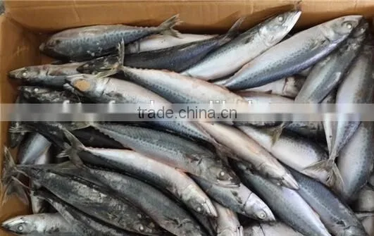 Frozen Fish Suppliers Of Pacific Mackerel
