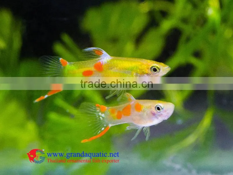 Endler Guppy Fish / Guppy fish for sale