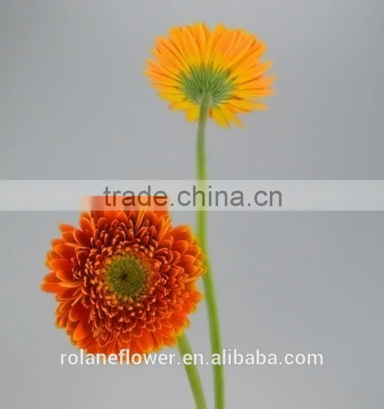 Kunming flower export rainbow gerbera daisy flower silk gerbera daisy flowers with 0.6-0.8kg/bundle from Yunnan, China