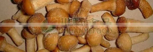 Brined Stropharia Mushroom