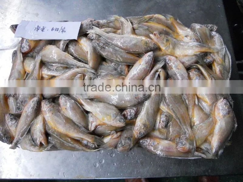 ship frozen small yellow croaker for sale