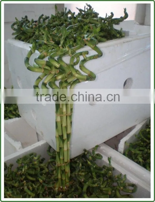 spiral lucky bamboo 25cm-100cm DRACAENA SANDERIANA air bonsai tree indoor aquatic feng shui plants nursery garden decoration