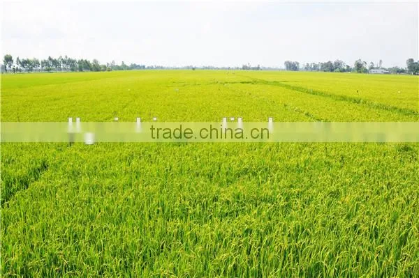 short grain rice/vietnam rice/
