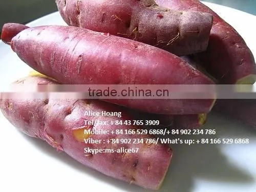 Fresh Sweet Potatoes/ Sweet potato export good prices