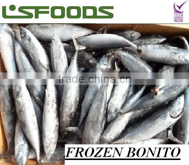 Frozen Bonito WR
