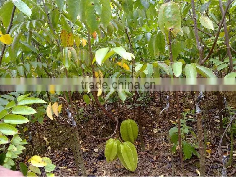Averrhoa carambola tree seedling