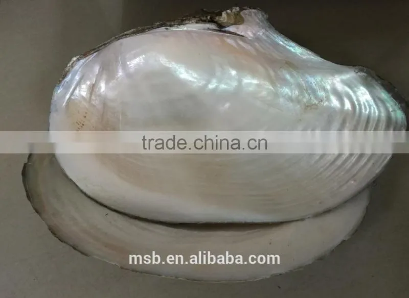 White mother of pearl farmed freshwater raw river shell