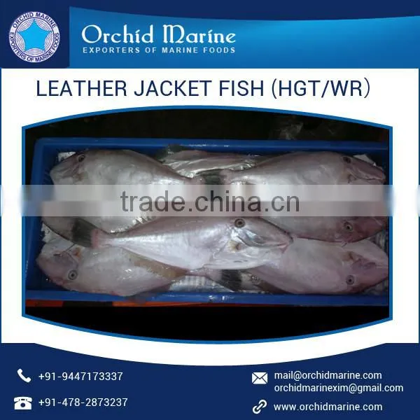 High Protein Filled Leather Jacket Fish at Attractive Price