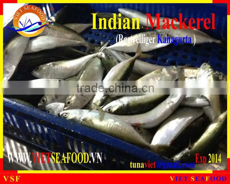 FROZEN W/R INDIAN MACKEREL