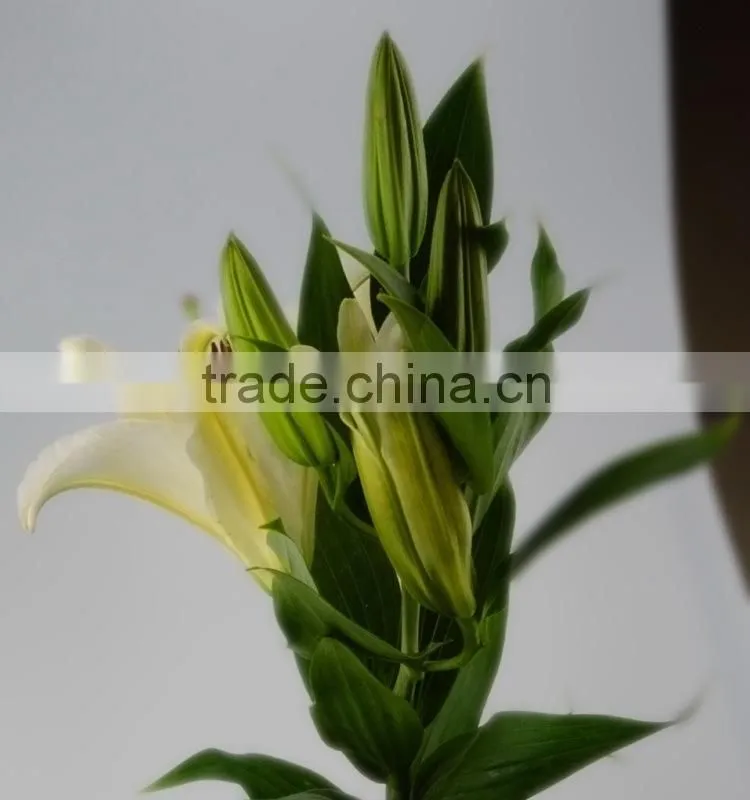 High grade siberia little lily flowers