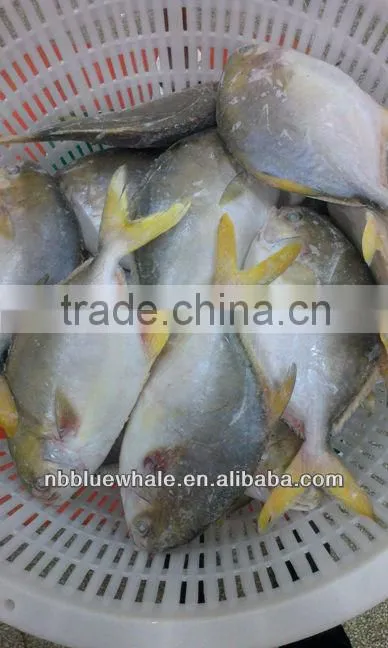 chinese pomfret 300-500G 400-600G frozen pomfret fish