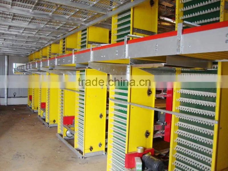 Ladder Type Automatic pullet Chicken Brooding Cage For Sales For Nigeria Farm