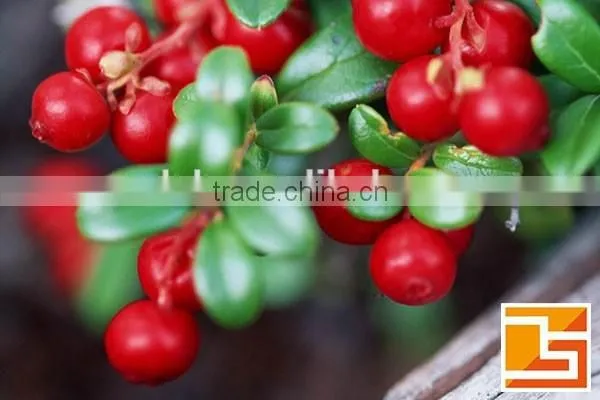 GMP Lingonberry p.e