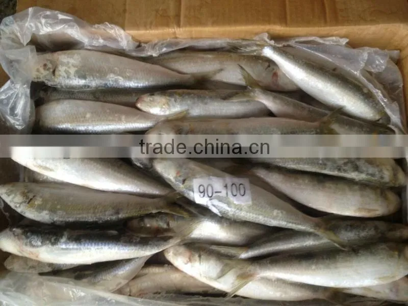 New coming fish WR sardine 8-10pcs/kg for bait/market