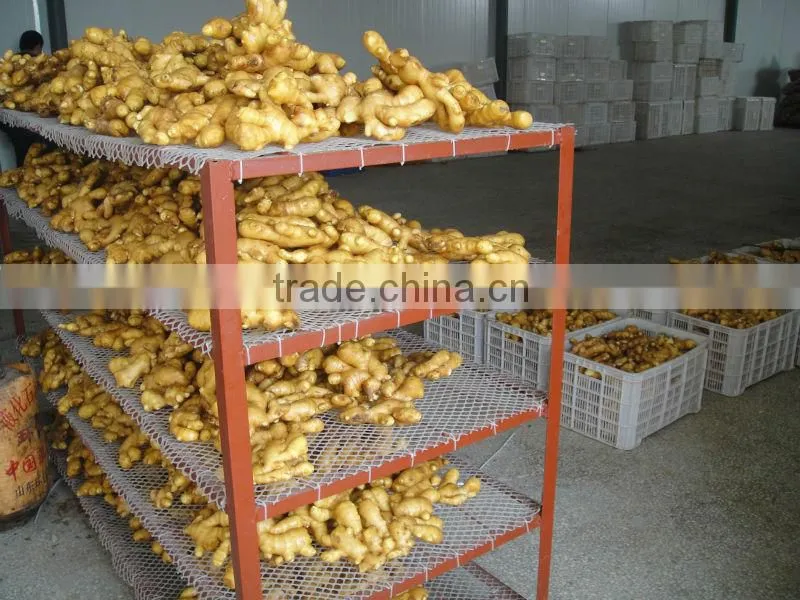 specification fresh ginger and garlic
