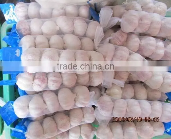 china organic fresh garlic