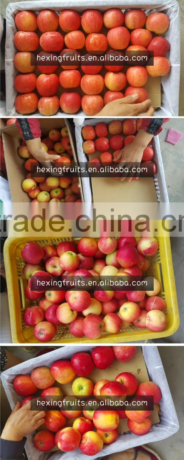 New Crop Red Gala Apple/Chinese apple fruit/Gala from China