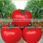 SQ08 Yuzhu round shape squash seeds for planting, different types of squash seeds