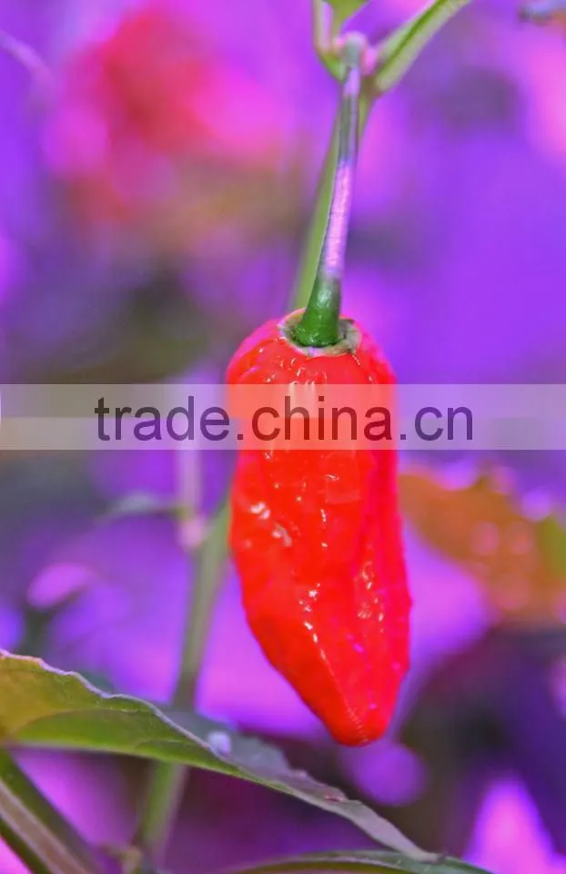 Plant Grow Light, Double Chips Super Bright Full Spectrum Hydroponic Plant Grow Lights for Indoor