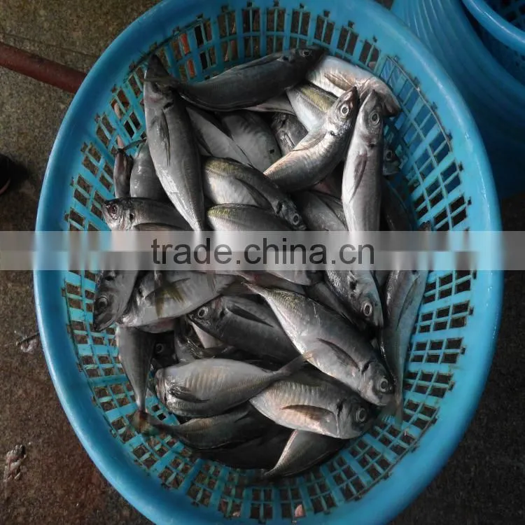 Canned fish horse mackerel japanese horse mackerel fish