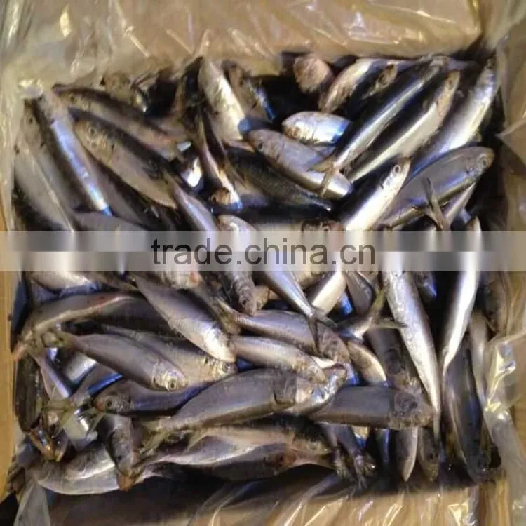 low price canned fish sardine frozen sardine for canning