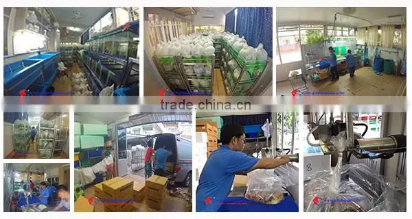 Exporter wholesale ornamental live tropical aquarium fish from Thailand