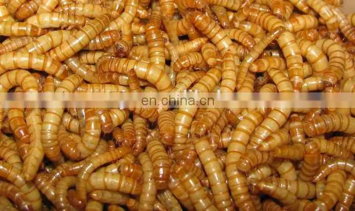 Multifunctional Mealworms Machine to Separate /Small Worm Tenebrio molitor Selecting Machine