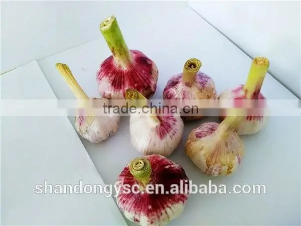 China garlic seeds price