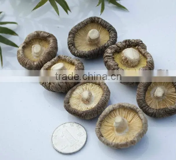 Edible Fungi Mushrooms ,Dried Shiitake Mushroom, Dried Mushrooms