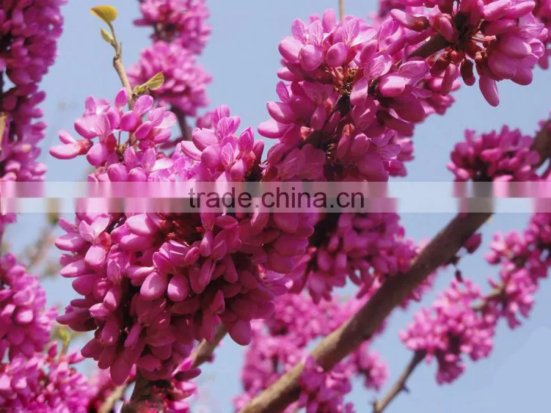 2016 High Germination Rate Chinese Redbud Seeds For Planting