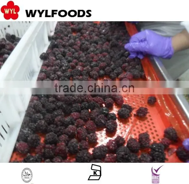 Chian fruite Frozen IQF black berry