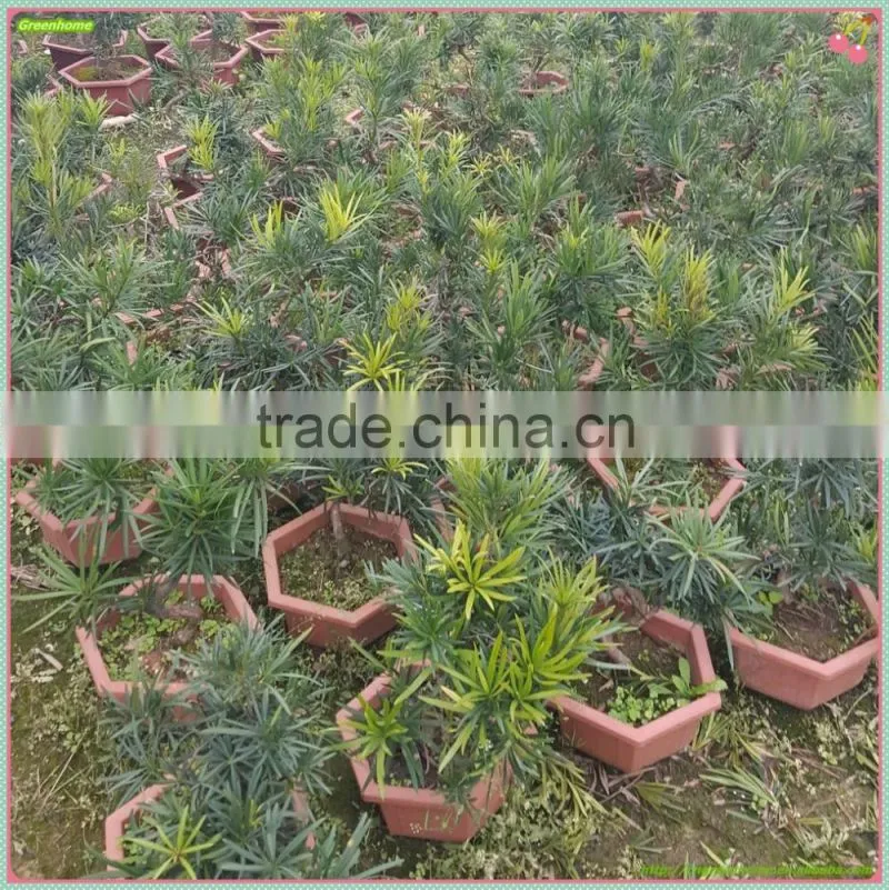Podocarpus Macrophyllus for Decoration S shape