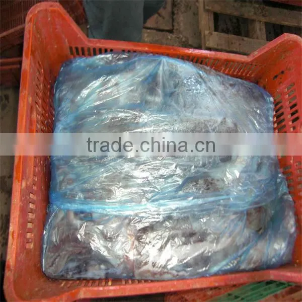 frozen baby squid and fresh seafood sales
