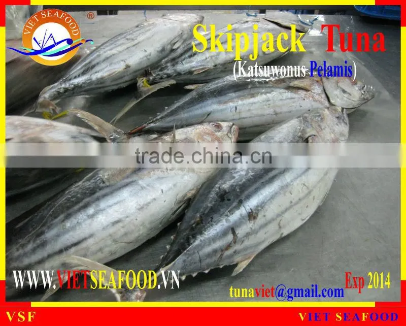 W/R FROZEN SKIPJACK TUNA