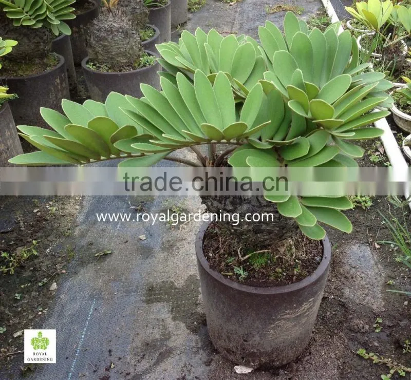 Zamia furfuracea