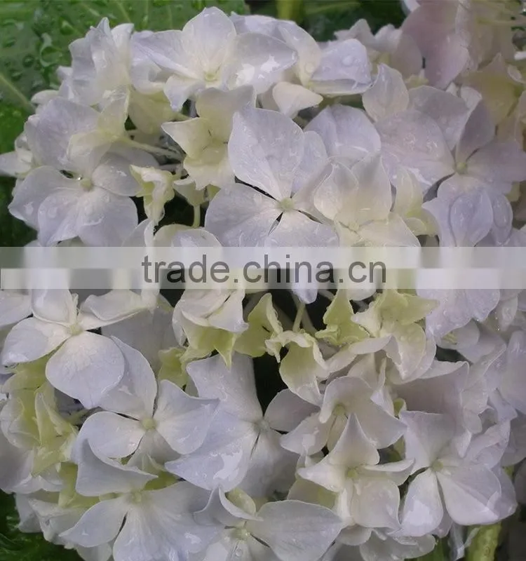 Factory hotsell hydrangea bundle