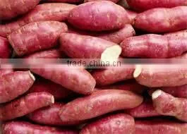 FRESH SWEET POTATO