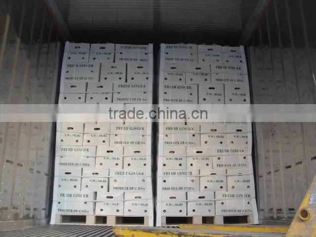 Fresh ginger/Best price ginger/Fresh ginger from origin