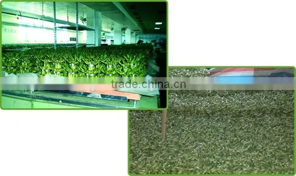 fengshui wheel lucky bamboo air bonsai tree dracaena sanderiana indoor ornamental aquatic water plants nursery garden decoration