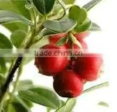 Fresh Berry Juice Powder
