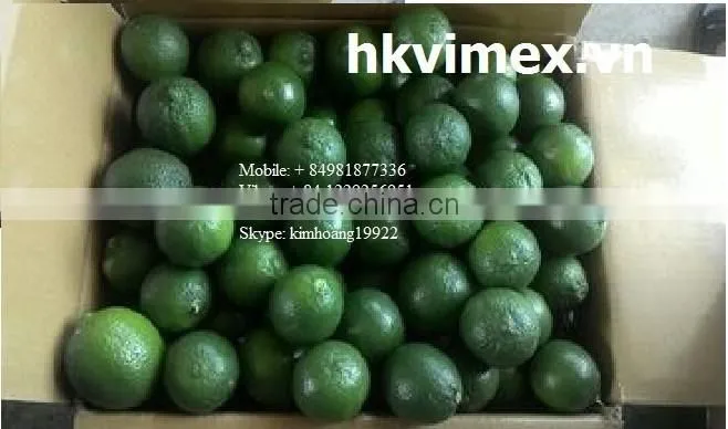 Fresh Lime / Lemon Vietnam