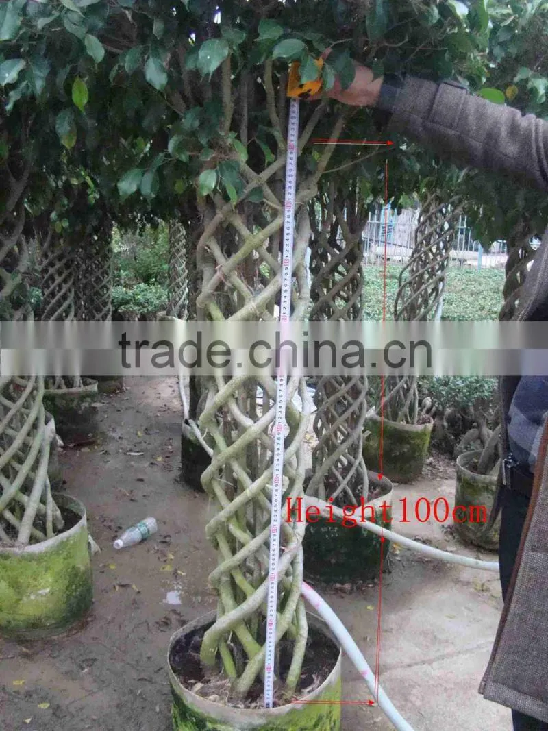 Braid bonsai ficus microcarpa