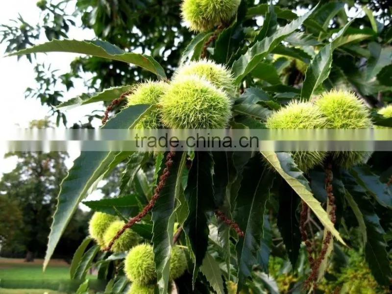 Chinese chestnut seedling