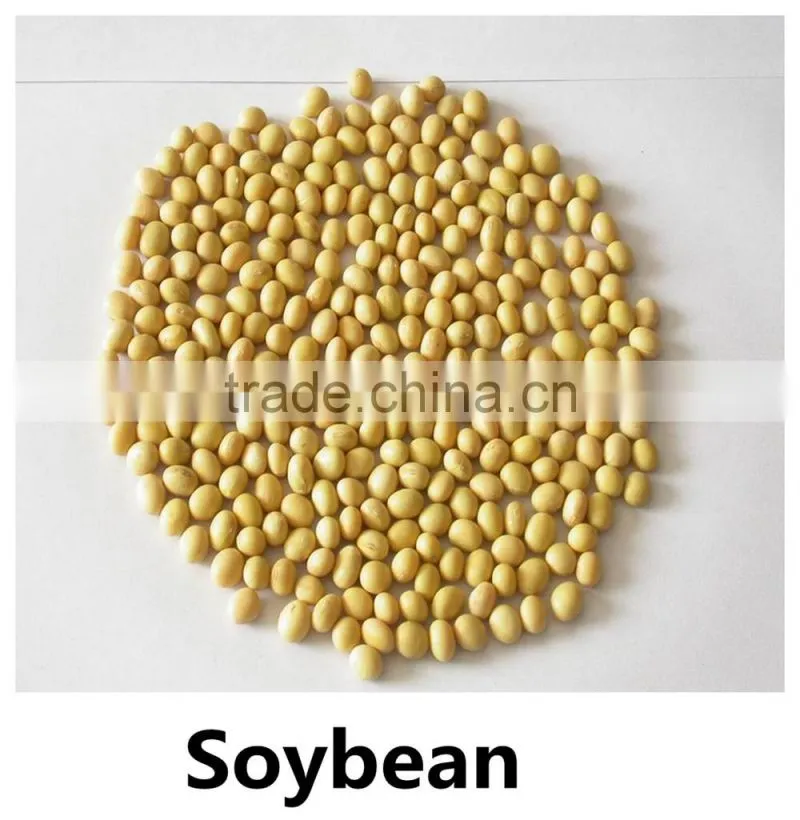 JSX cooking British red kidney bean round shape food grade red kidney bean